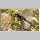 Stylops melittae - Faecherfluegler m08 5mm.jpg